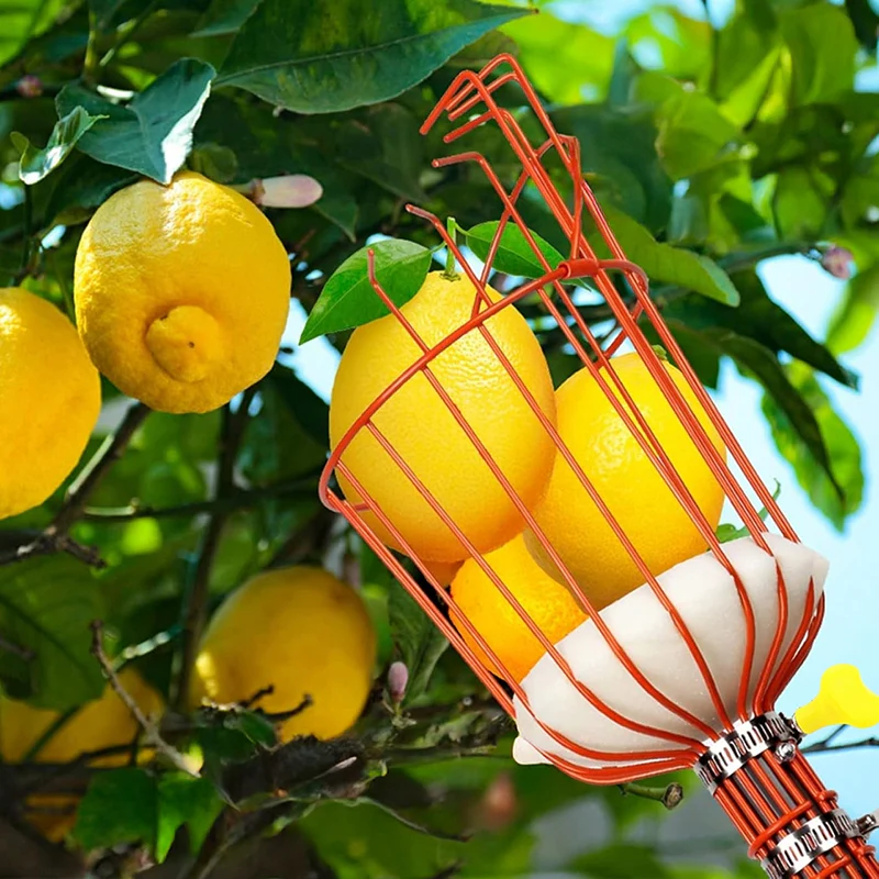 Pick Pro Metal Fruit Picker for Oranges Easy to clean
