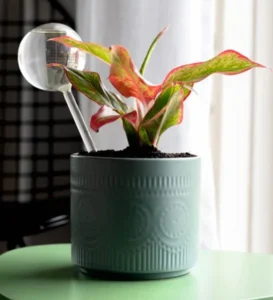 Plant Watering Transparent Glass Globe